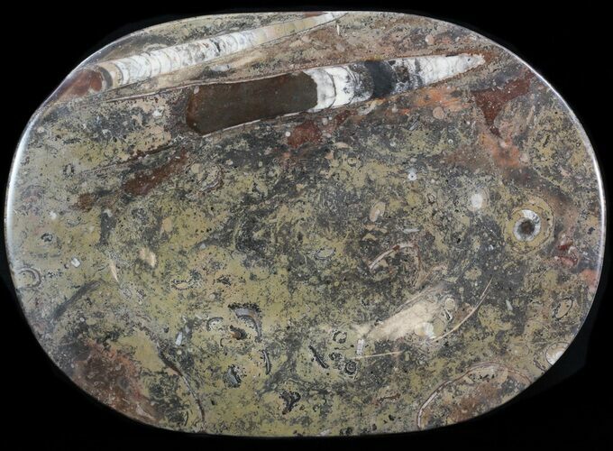 -/ Fossil Orthoceras & Goniatite Plate - Stoneware #40536